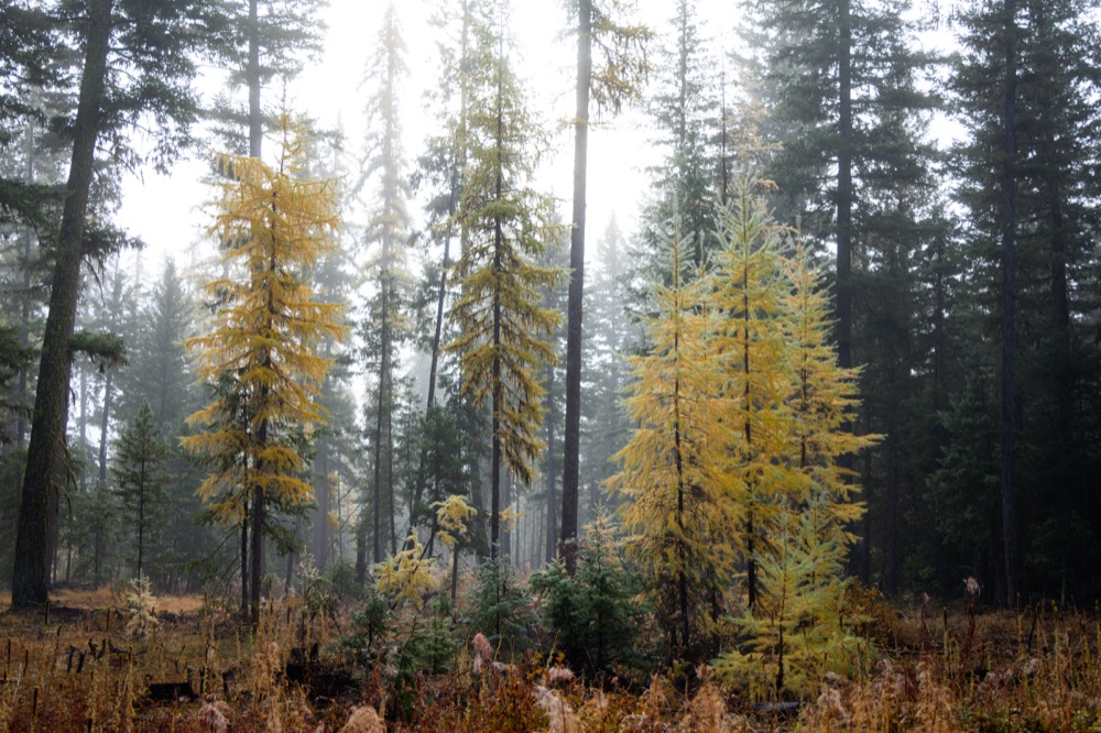 2025-10-27-vivika-stamolis_louploup_methow_2025-121-001.jpg