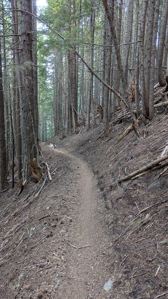 Suntop Singletrack