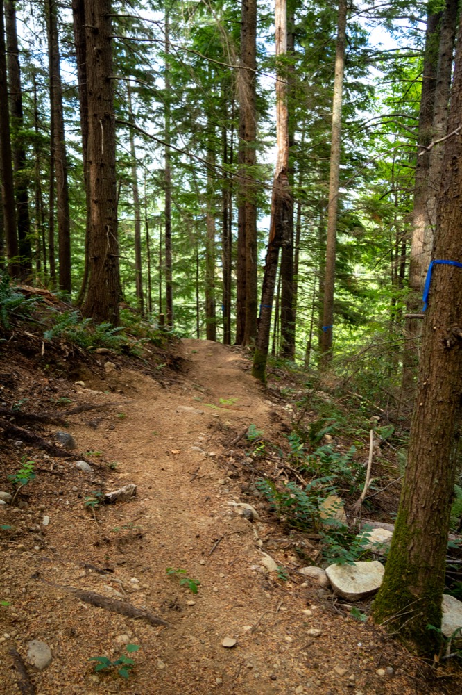 Trail Building from Concept to MTB Trail: A Roadmap for Community Trail Projects
