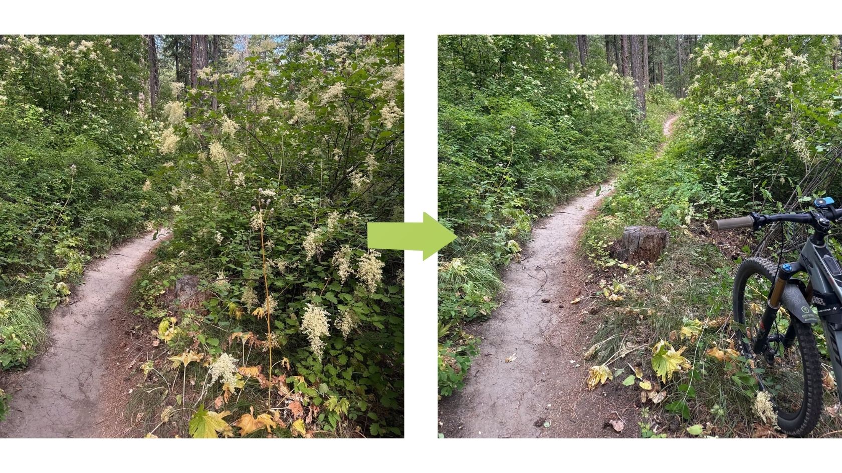 What Is "Brushing"? Trail Maintenance 101