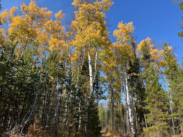 sunday-aspengrove_middle-west-forks.jpg