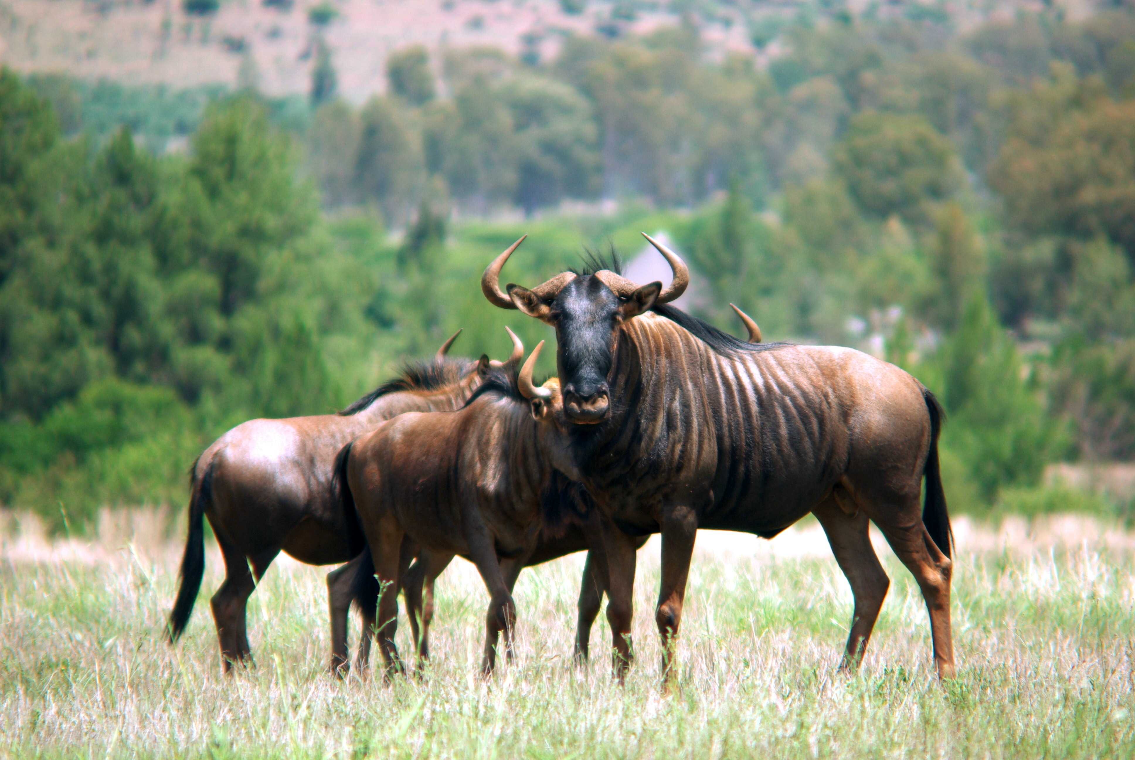 wild gnu 3 med